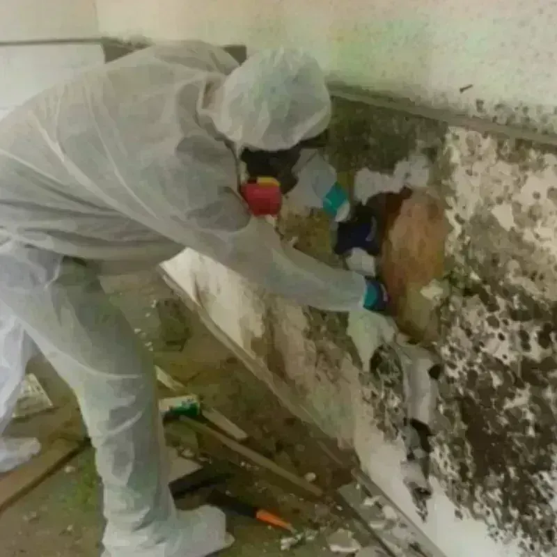 Mold Remediation and Removal in Winter Beach, FL